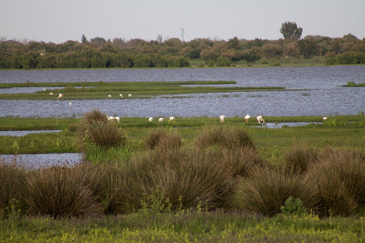 Marismas de Doñana, en el antiguo golfo del Guadalquivir (Lacus Ligustinus)