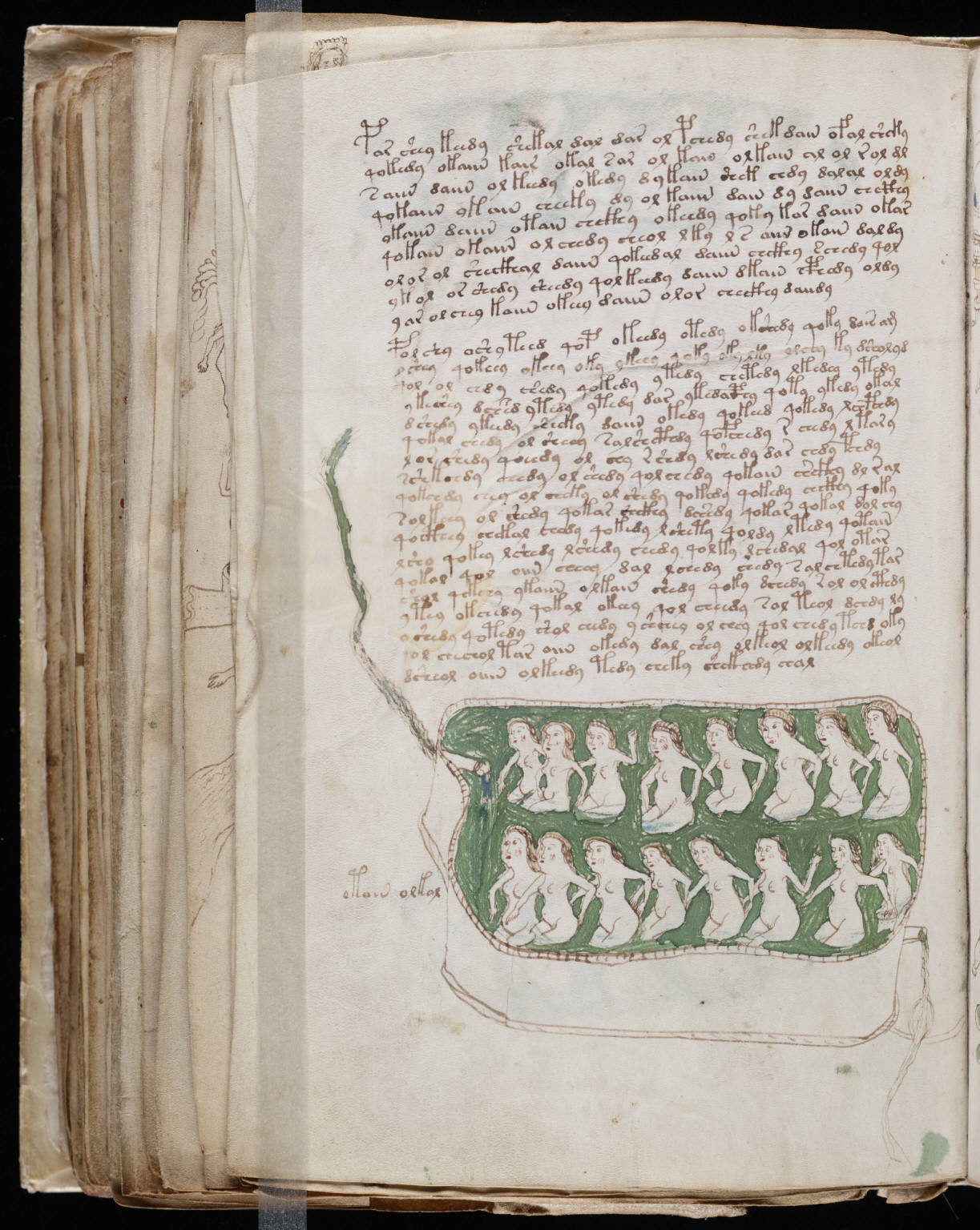 Folio de la secciÃ³n botÃ¡nica del manuscrito Voynich con una planta de hojas verdes y raÃ­ces rojizas