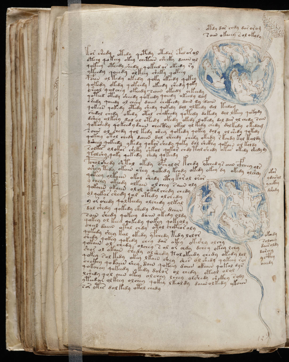 PÃ¡ginas del manuscrito Voynich con plantas ilustradas y texto en escritura desconocida